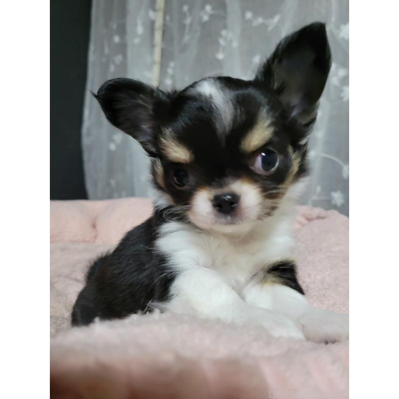 成約済の千葉県のチワワ(ロングコート)-424444の6枚目