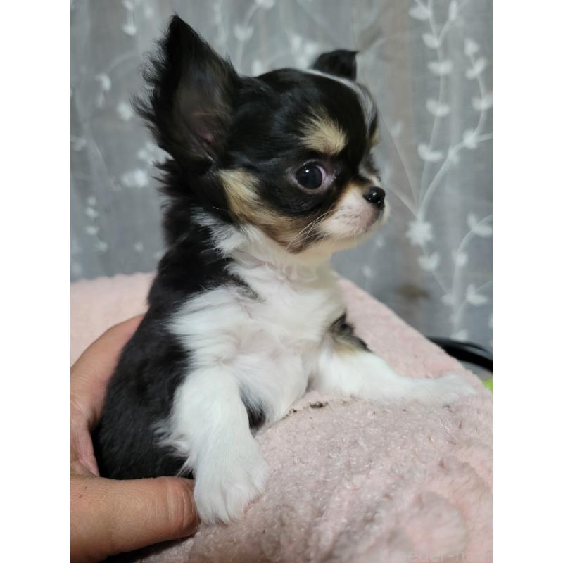 成約済の千葉県のチワワ(ロングコート)-424444の5枚目