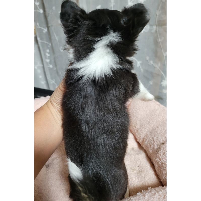 成約済の千葉県のチワワ(ロングコート)-424444の4枚目