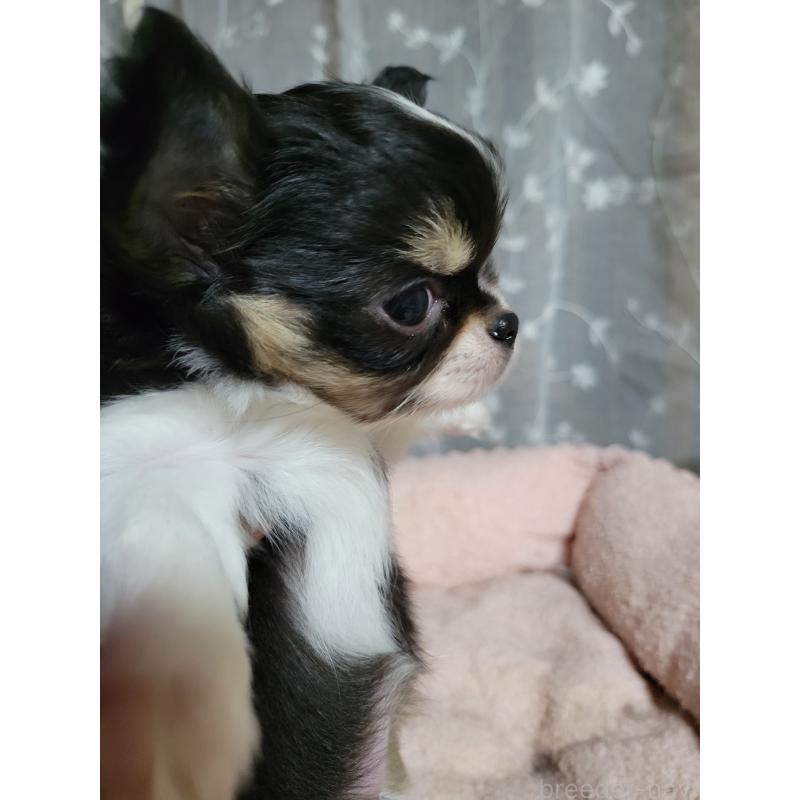 成約済の千葉県のチワワ(ロングコート)-424444の3枚目