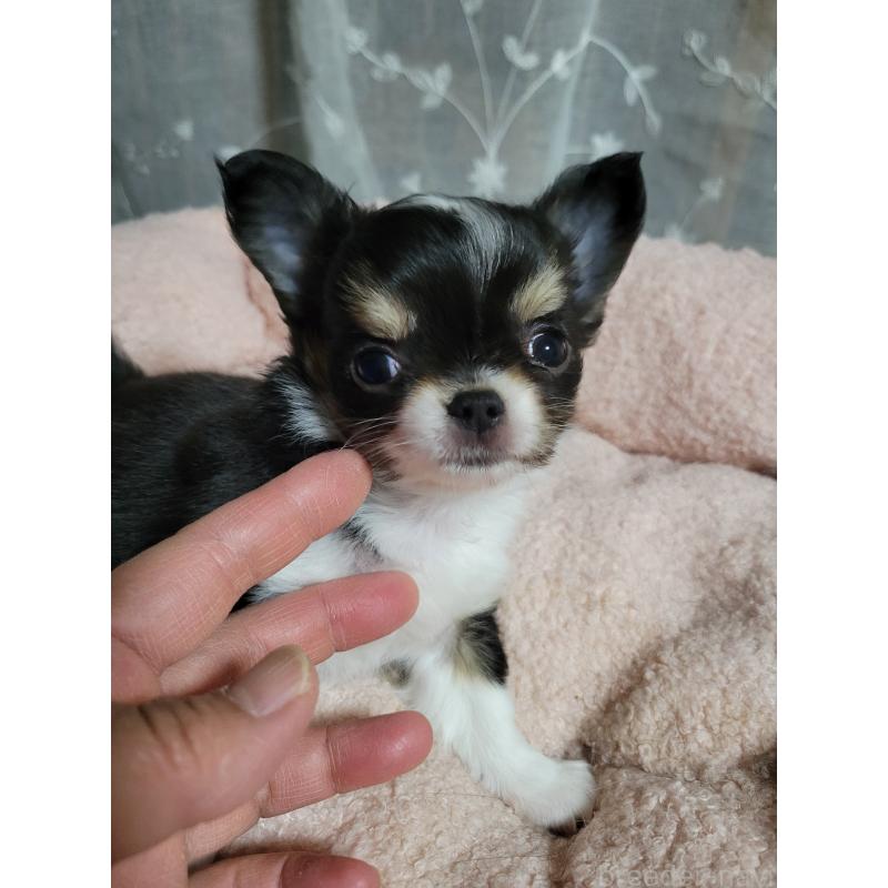 成約済の千葉県のチワワ(ロングコート)-424444の2枚目