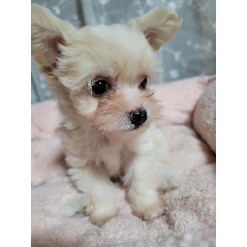 販売中ののチワプー:チワワ×トイプードル-429430