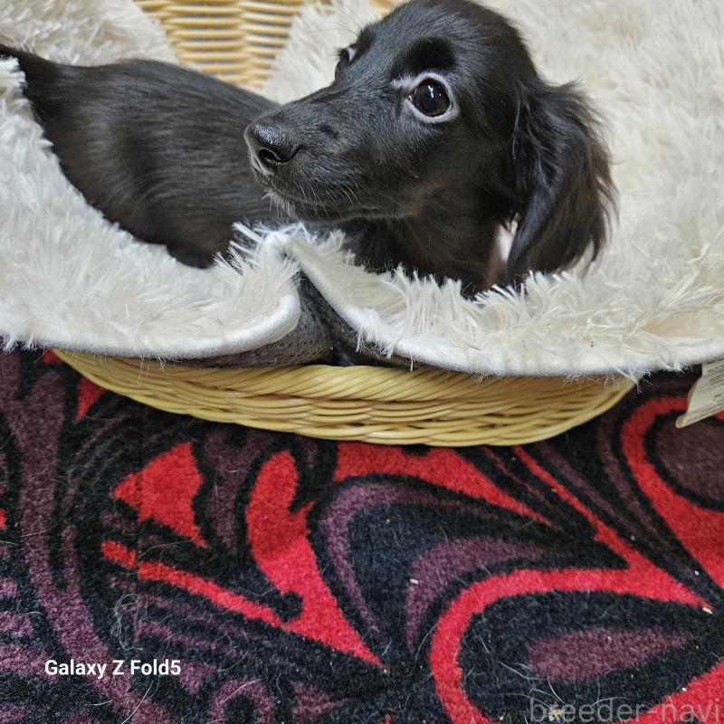 成約済の愛知県のミニチュアダックスフンド(ロングヘアード)-410192の16枚目