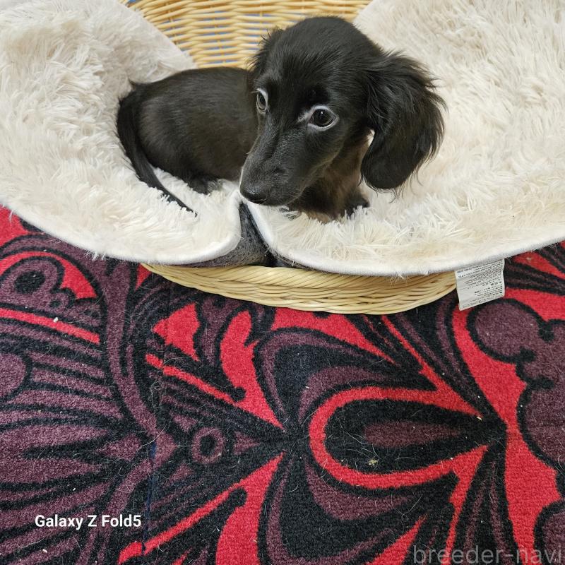 成約済の愛知県のミニチュアダックスフンド(ロングヘアード)-410192の15枚目