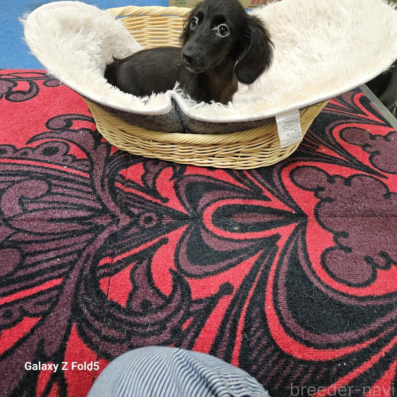 成約済の愛知県のミニチュアダックスフンド(ロングヘアード)-410192の14枚目