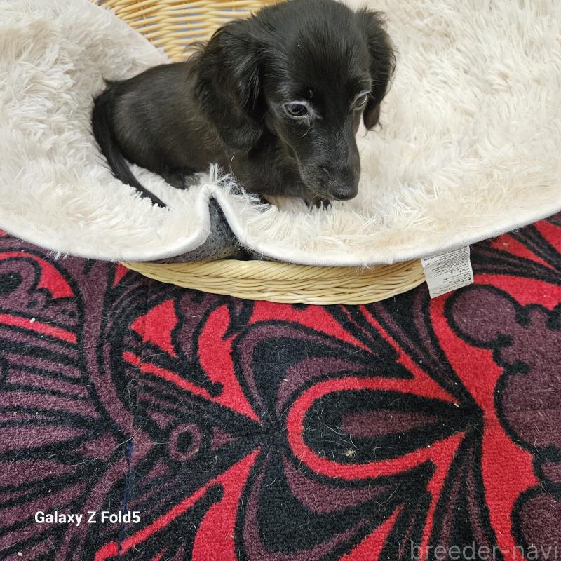 成約済の愛知県のミニチュアダックスフンド(ロングヘアード)-410192の13枚目