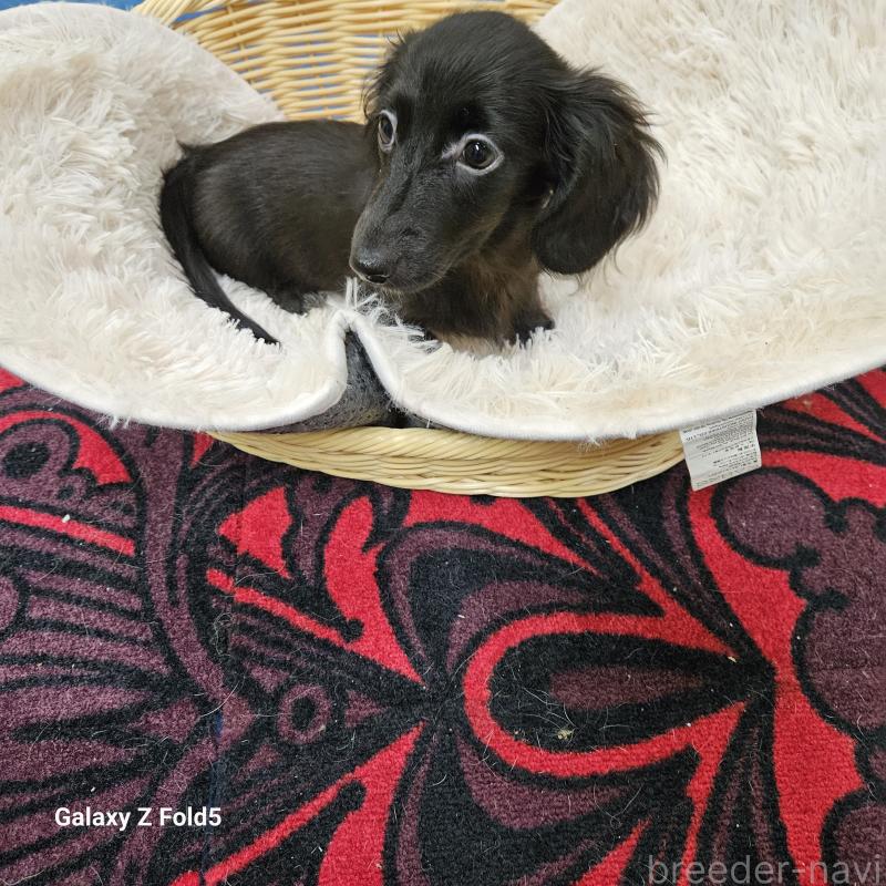 販売中の愛知県のミニチュアダックスフンド(ロングヘアード)-410192