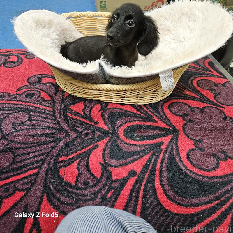 成約済の愛知県のミニチュアダックスフンド(ロングヘアード)-410192の11枚目