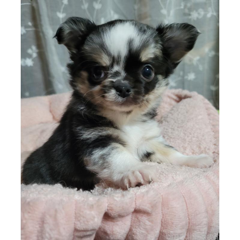 販売中の千葉県のチワワ(ロングコート)-424177の10枚目