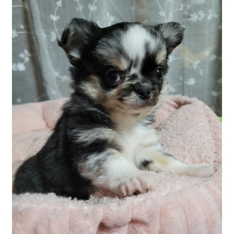 販売中の千葉県のチワワ(ロングコート)-424177の9枚目