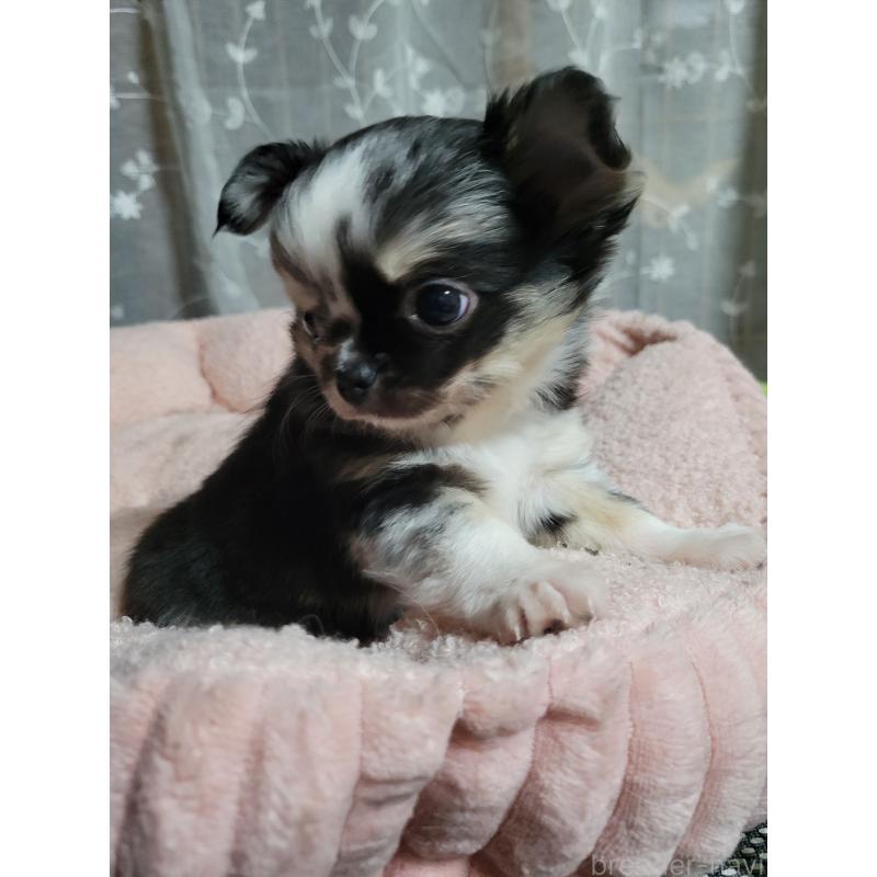 販売中の千葉県のチワワ(ロングコート)-424177の8枚目