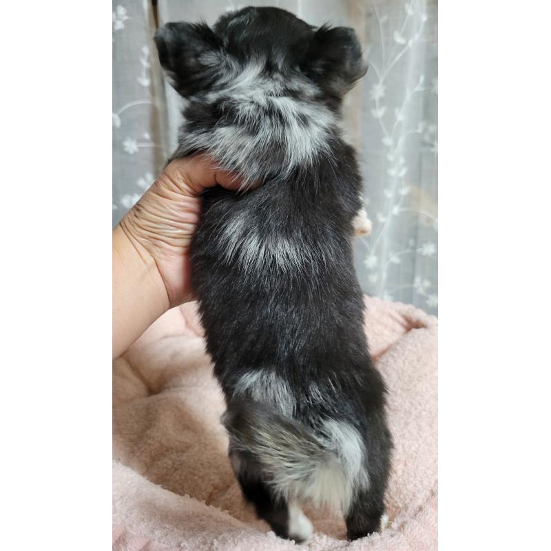 販売中の千葉県のチワワ(ロングコート)-424177の7枚目