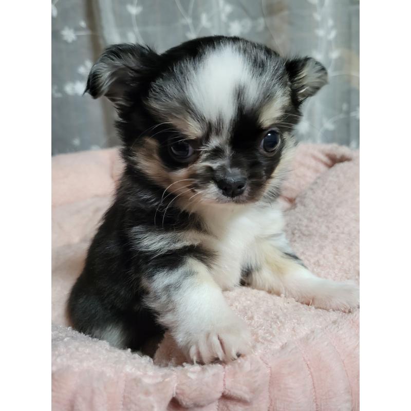 販売中の千葉県のチワワ(ロングコート)-424177の6枚目