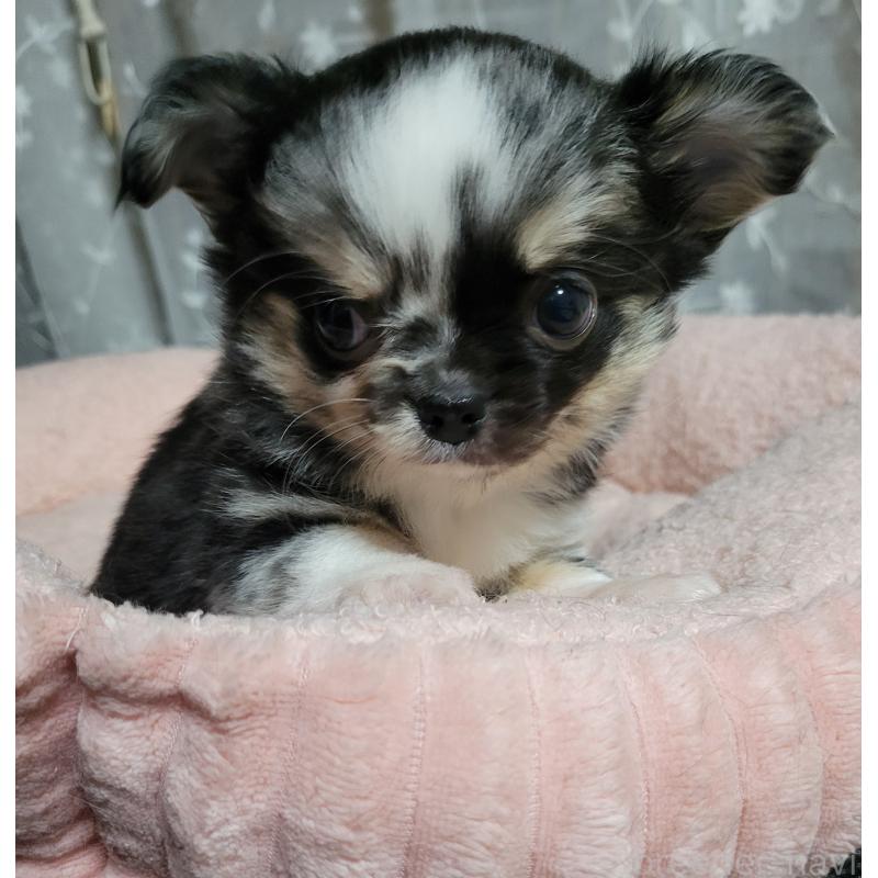 販売中の千葉県のチワワ(ロングコート)-424177の5枚目