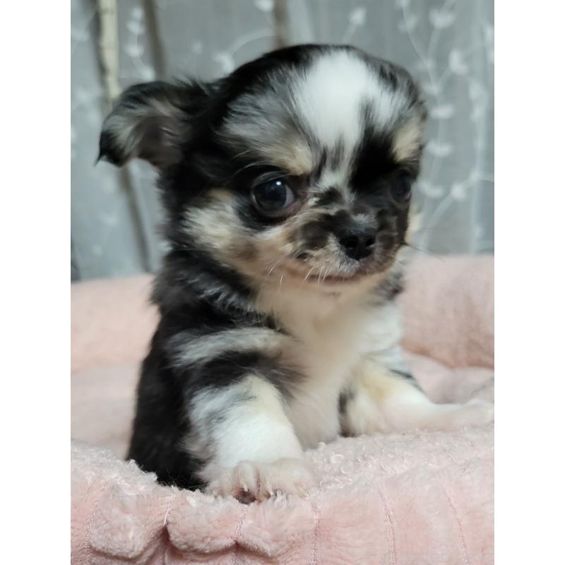 販売中の千葉県のチワワ(ロングコート)-424177の4枚目