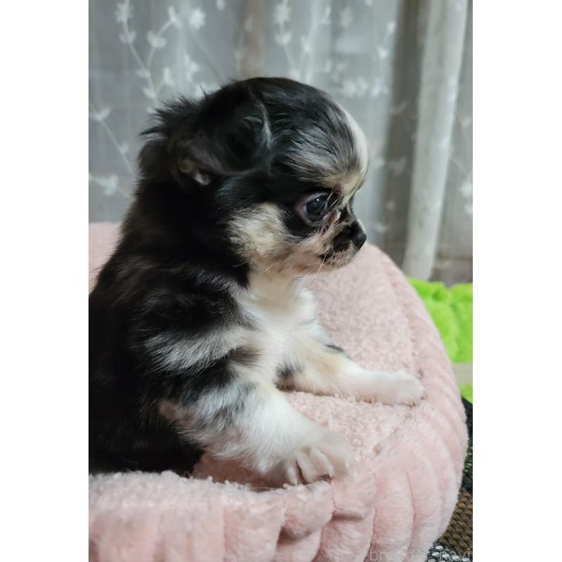 販売中の千葉県のチワワ(ロングコート)-424177の3枚目