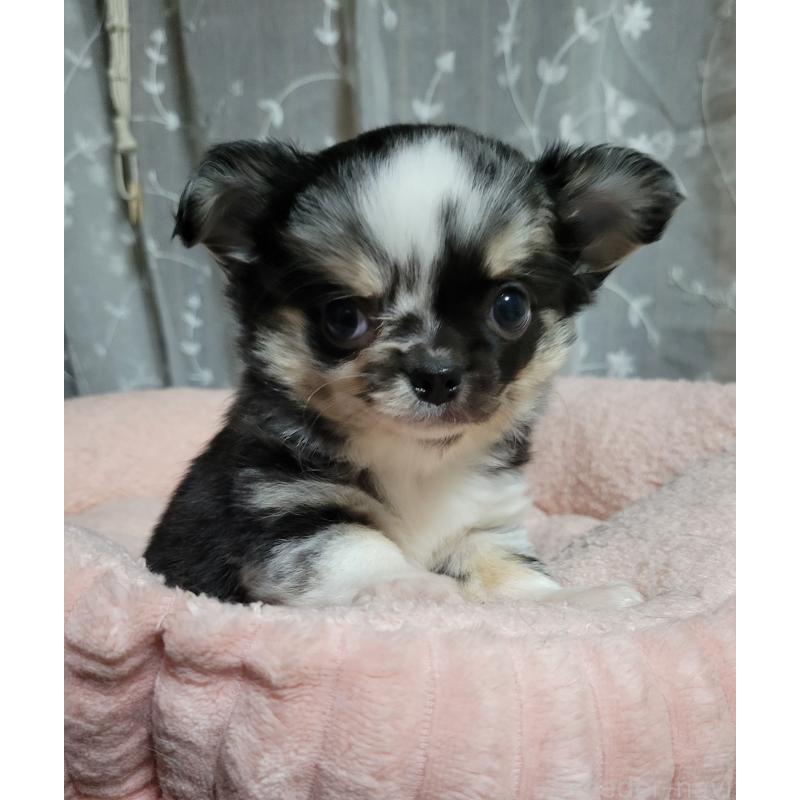 販売中の千葉県のチワワ(ロングコート)-424177の2枚目