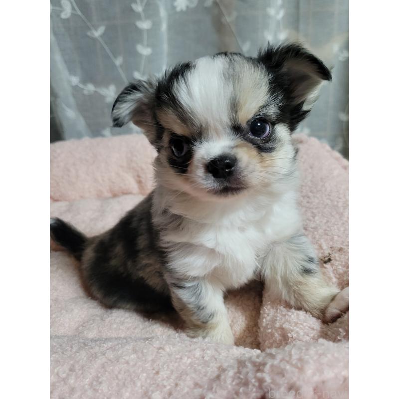 販売中の千葉県のチワワ(ロングコート)-424176の9枚目