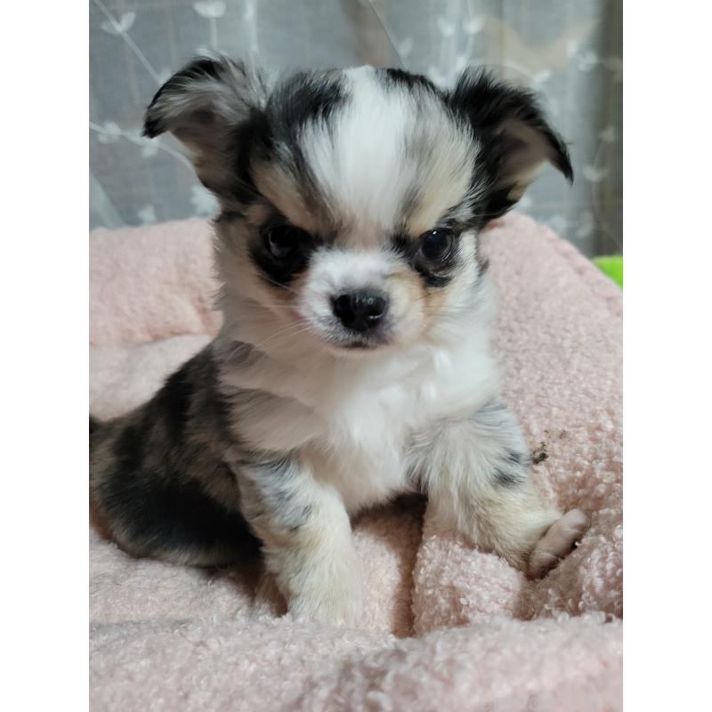 販売中の千葉県のチワワ(ロングコート)-424176の8枚目