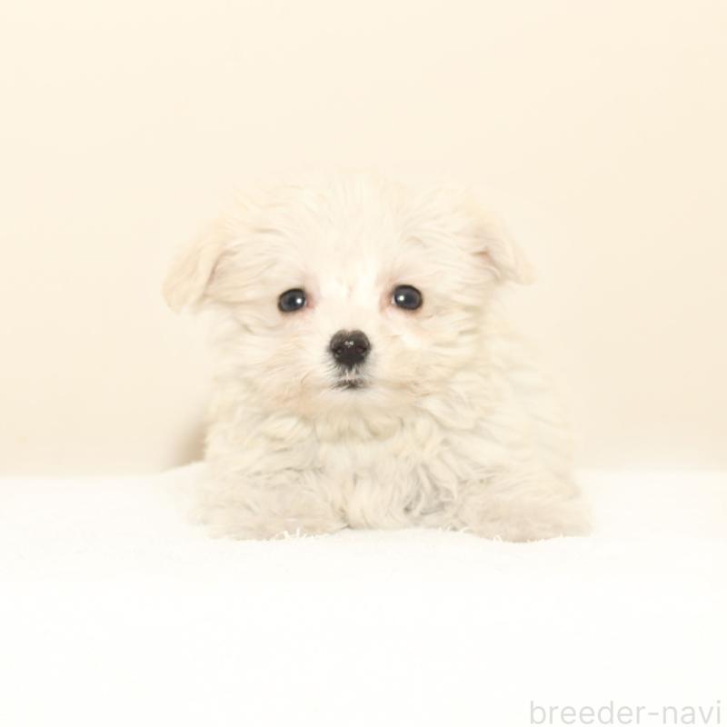 販売中の熊本県のマルプー:マルチーズ×トイプードル-431706