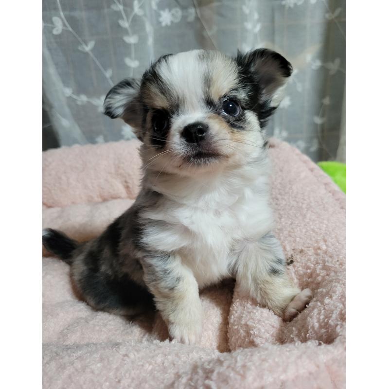 販売中の千葉県のチワワ(ロングコート)-424176の7枚目