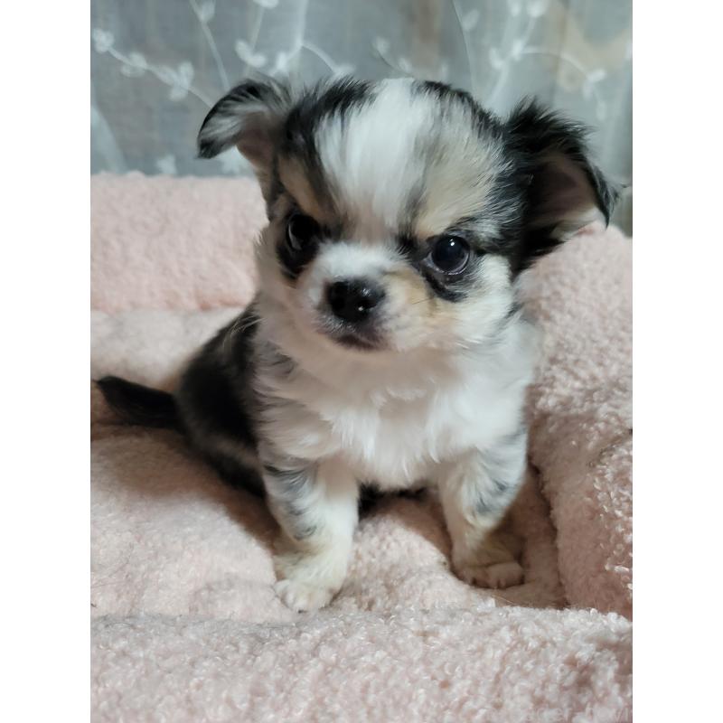 販売中の千葉県のチワワ(ロングコート)-424176の6枚目