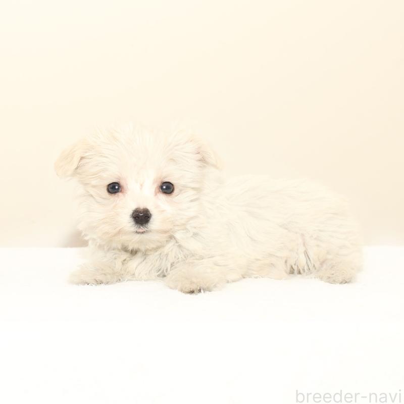 販売中の熊本県のマルプー:マルチーズ×トイプードル-431706の3枚目