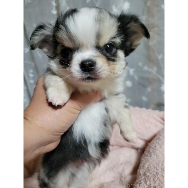 販売中の千葉県のチワワ(ロングコート)-424176の5枚目