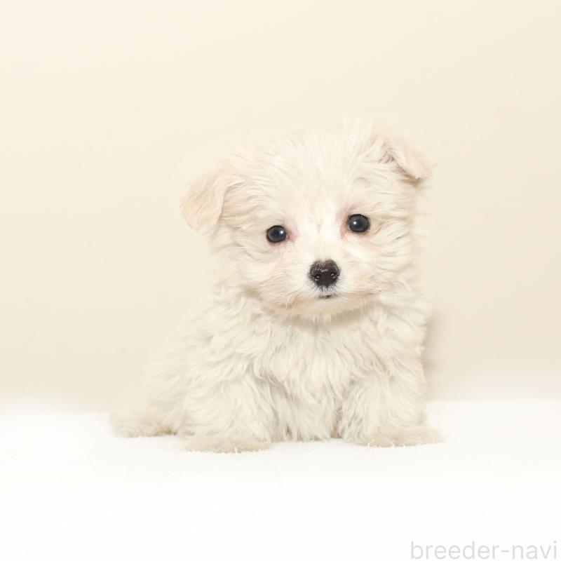 販売中の熊本県のマルプー:マルチーズ×トイプードル-431706の2枚目