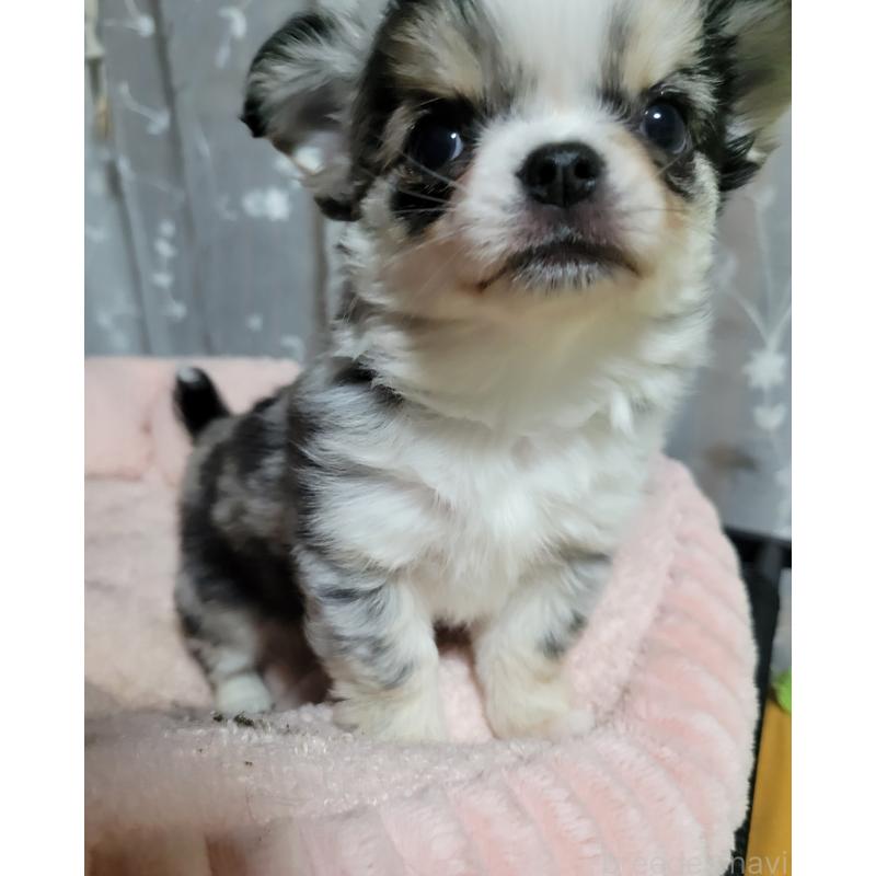 販売中の千葉県のチワワ(ロングコート)-424176の4枚目