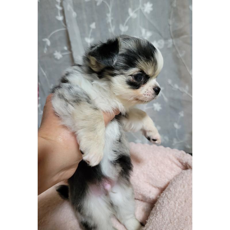 販売中の千葉県のチワワ(ロングコート)-424176の3枚目