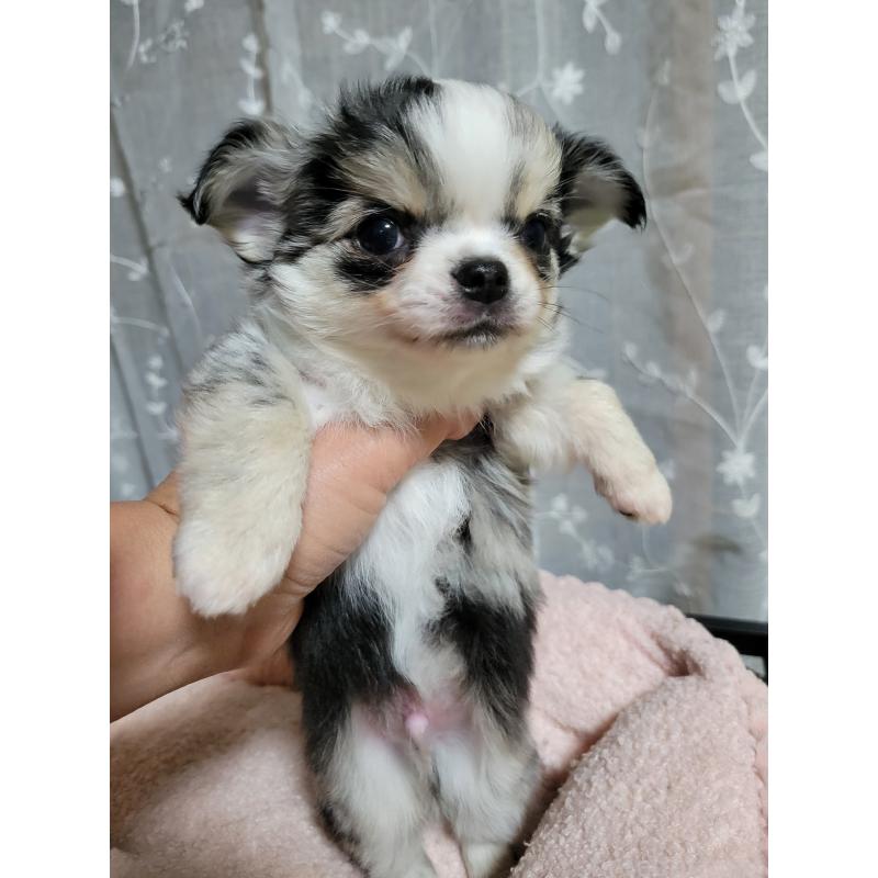 販売中の千葉県のチワワ(ロングコート)-424176の2枚目