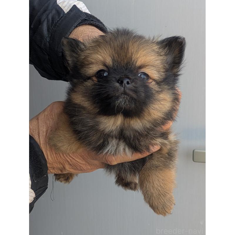 販売中の福岡県のミックス犬-431707