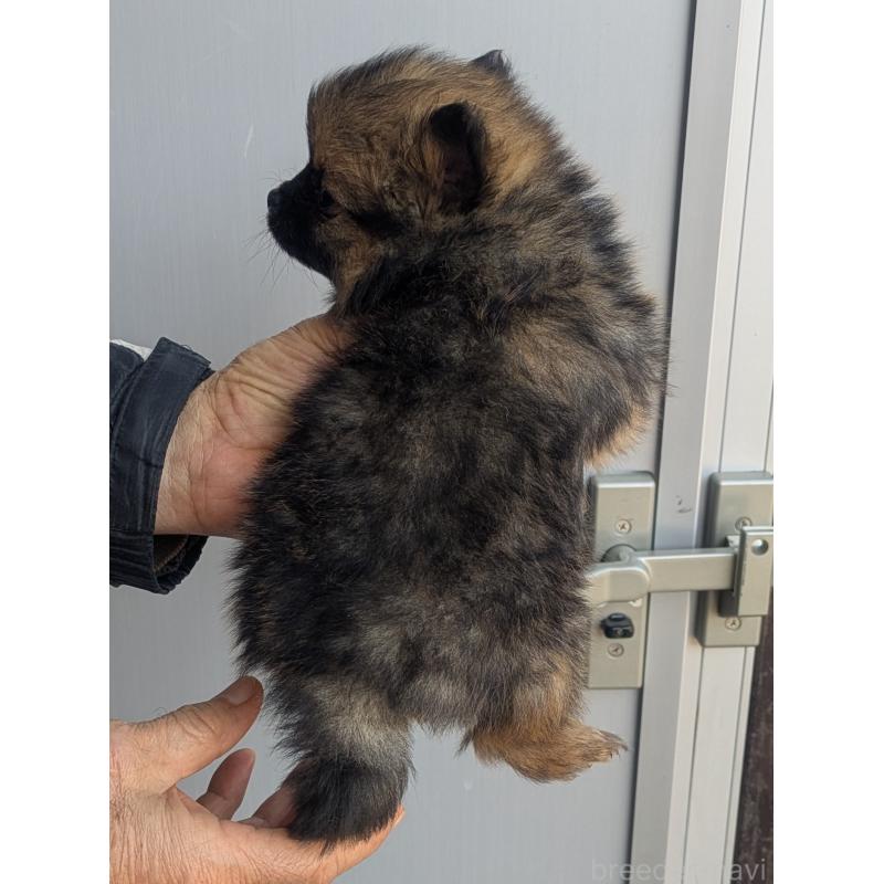 販売中の福岡県のミックス犬-431707の3枚目