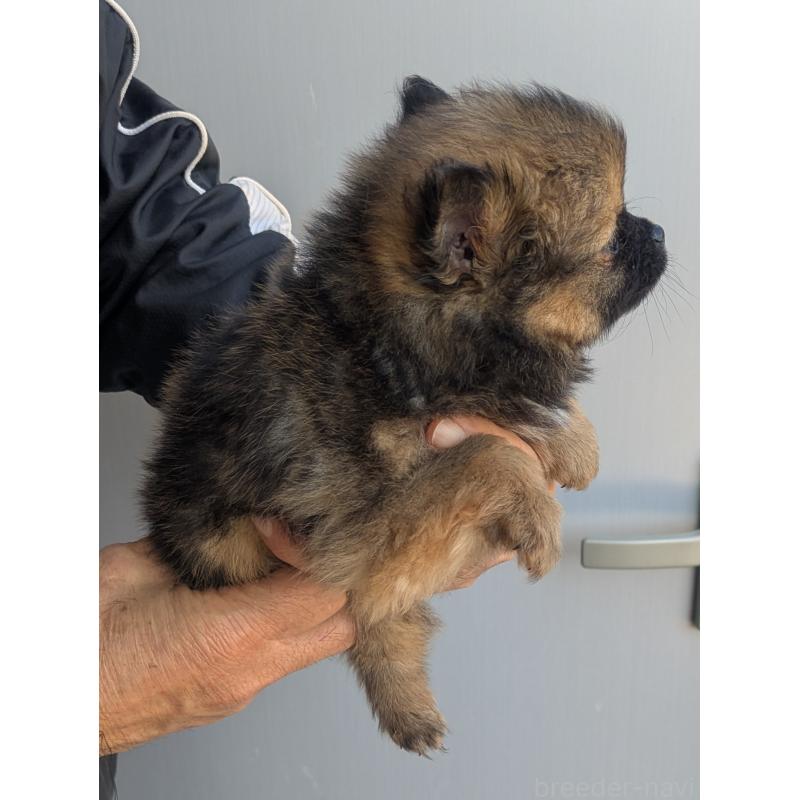 販売中の福岡県のミックス犬-431707の2枚目