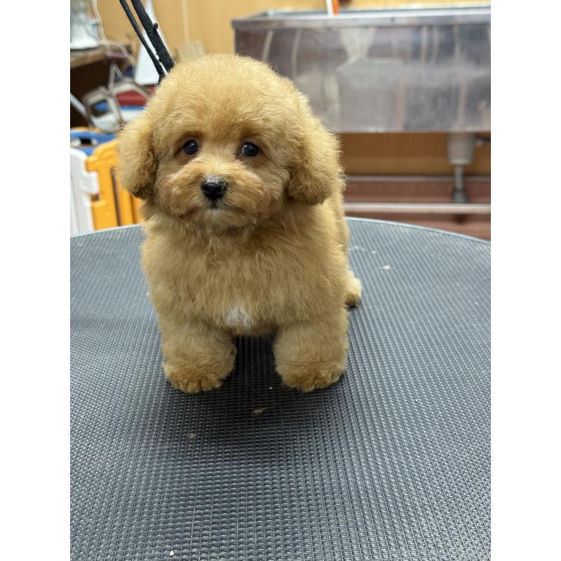 販売中の栃木県のティーカッププードル-424949の12枚目