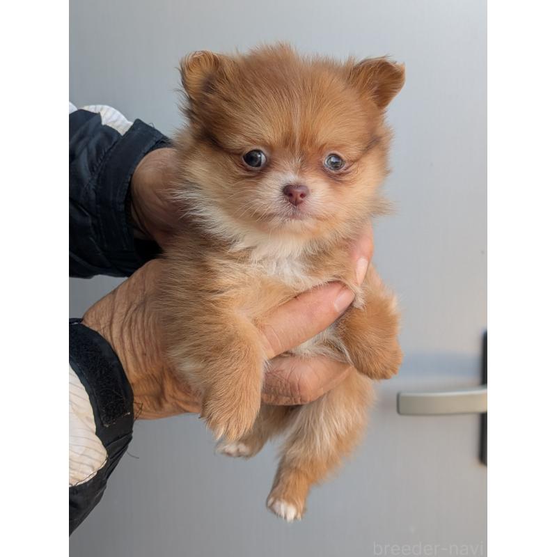 販売中の福岡県のミックス犬-431708の1枚目