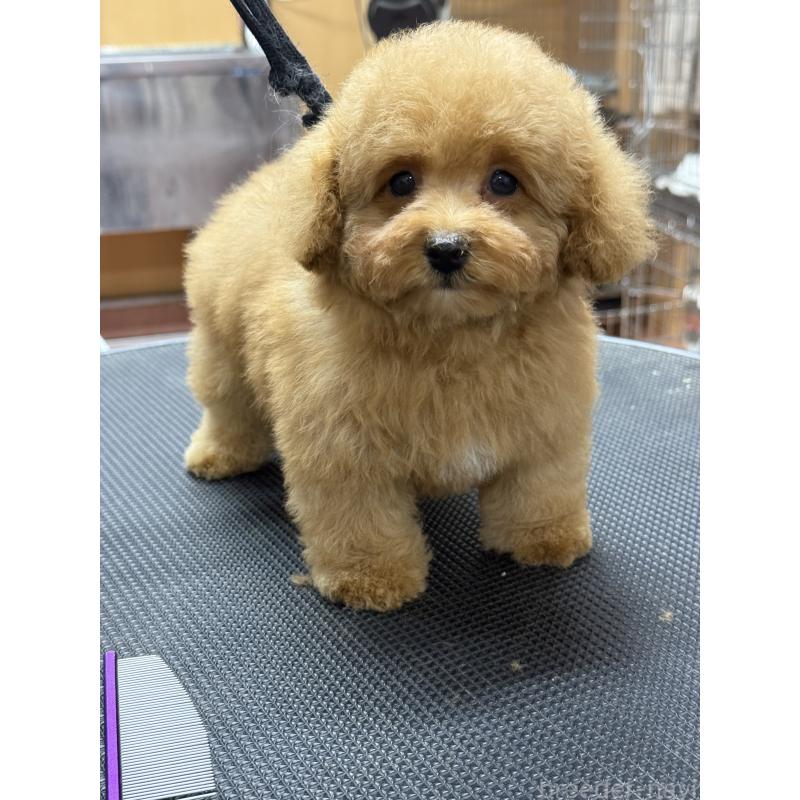 販売中の栃木県のティーカッププードル-424949の11枚目