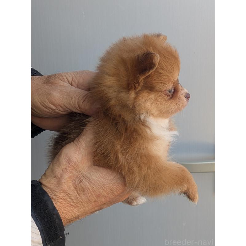 販売中の福岡県のミックス犬-431708の3枚目