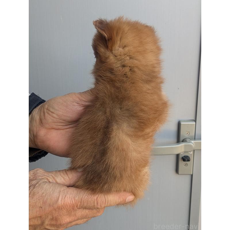 販売中の福岡県のミックス犬-431708の2枚目