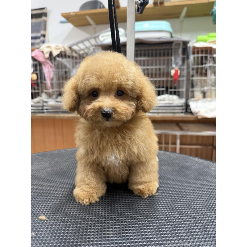 販売中の栃木県のティーカッププードル-424949の10枚目