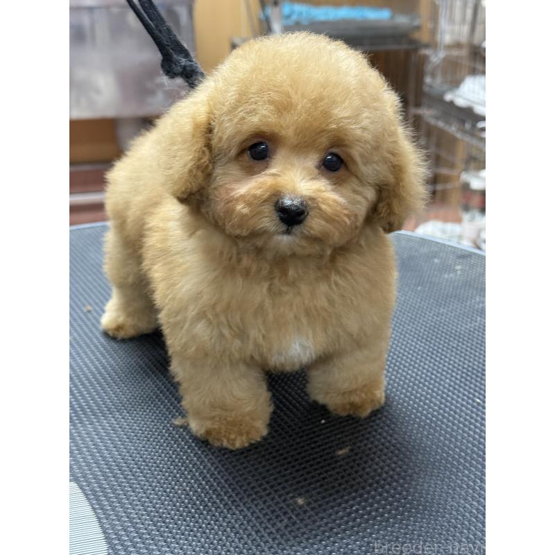 販売中の栃木県のティーカッププードル-424949の9枚目