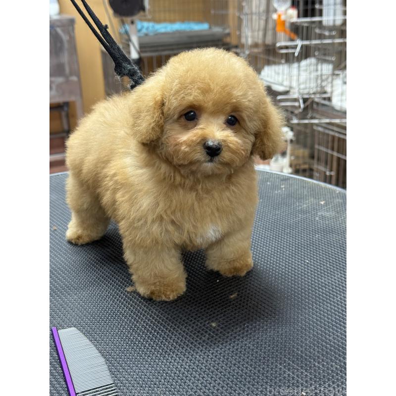 販売中の栃木県のティーカッププードル-424949の8枚目