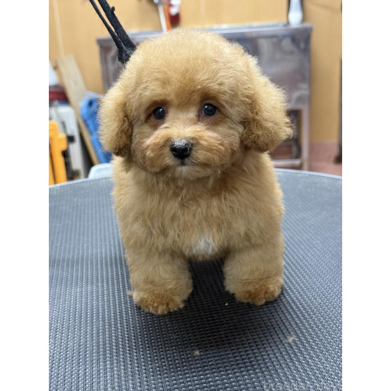 販売中の栃木県のティーカッププードル-424949の7枚目