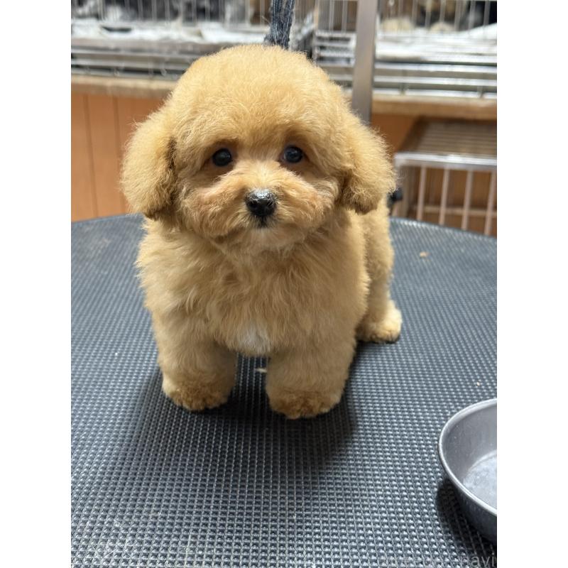 販売中の栃木県のティーカッププードル-424949の6枚目