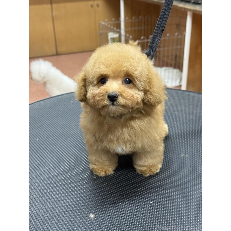 販売中の栃木県のティーカッププードル-424949の5枚目