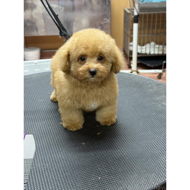 販売中の栃木県のティーカッププードル-424949の4枚目