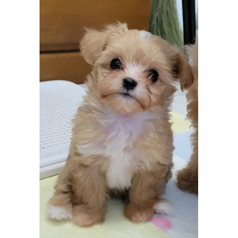 成約済の千葉県のチワプー:チワワ×トイプードル-427890の1枚目