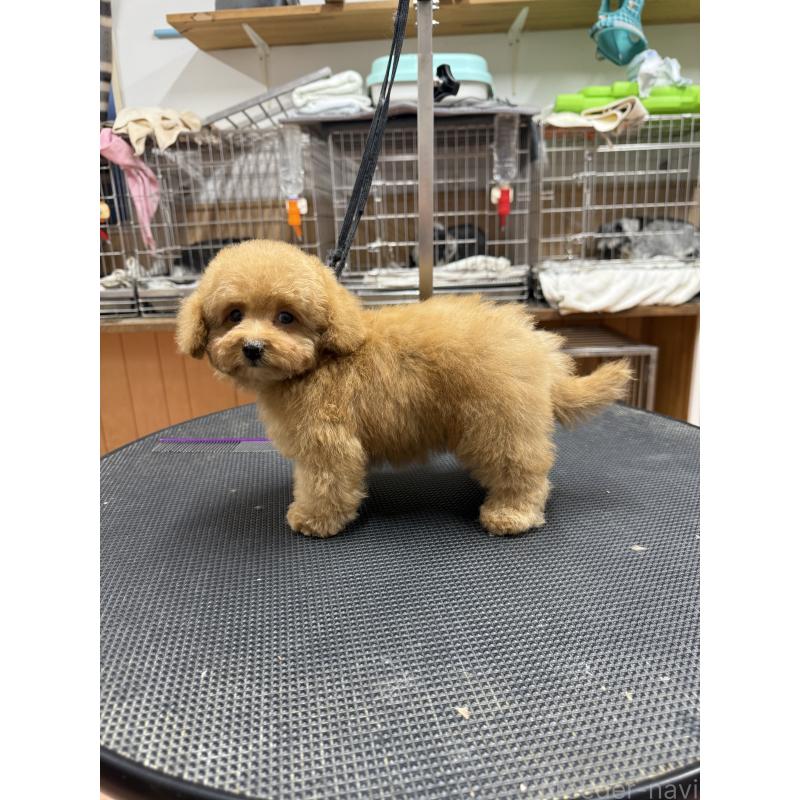 販売中の栃木県のティーカッププードル-424949の3枚目