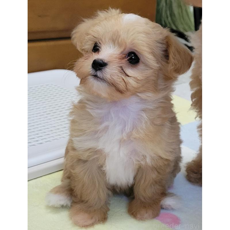 成約済の千葉県のチワプー:チワワ×トイプードル-427890の5枚目